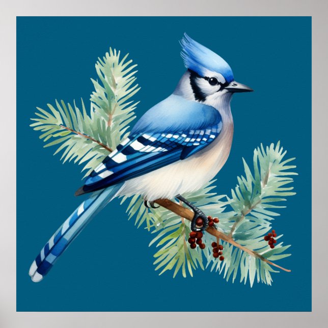 Poster A Cute Blue Jay  (Devant)