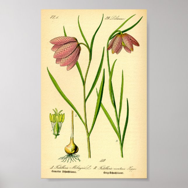 Poster à damiers (Fritillaria meleagris) (Devant)
