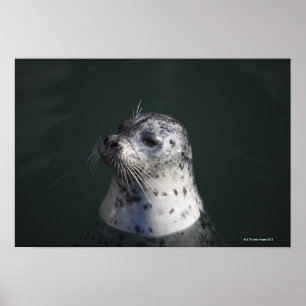 Poster A harbor seal