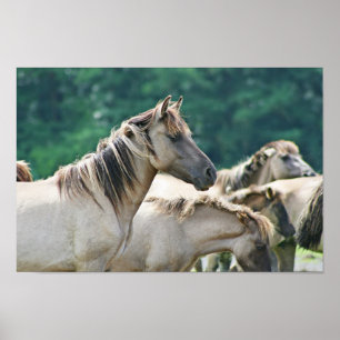 Poster A herd of Brumby Horses from Australia