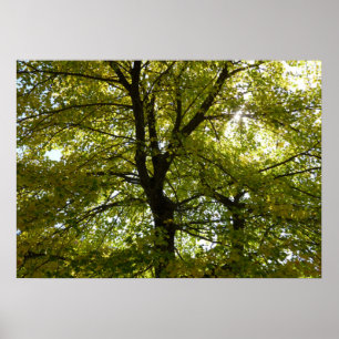 Poster À l'intérieur d'un érable jaune automne