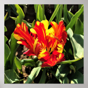 Poster À l'intérieur d'une tulipe de perroquet flamboyant