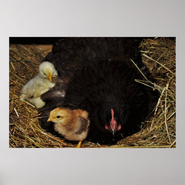 Poster A Mama and Her Chicks (Devant)