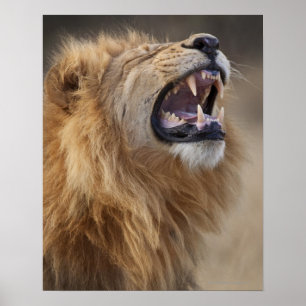Poster A mature male lion (Panthera leo) in the Savuti