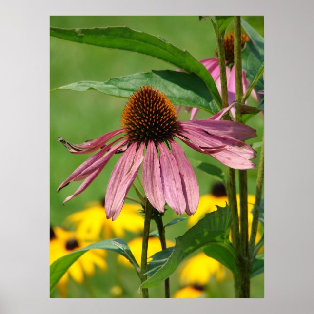 Poster À mesure que le jardin grandit (Devant)