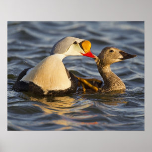 Poster A pair of courting king eiders in a tundra pond