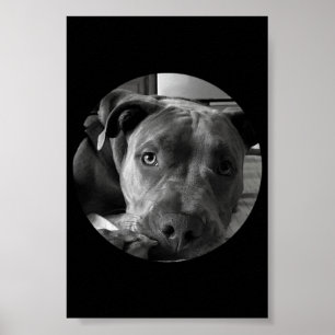 Poster à puces