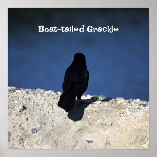 Poster à queue de bateau
