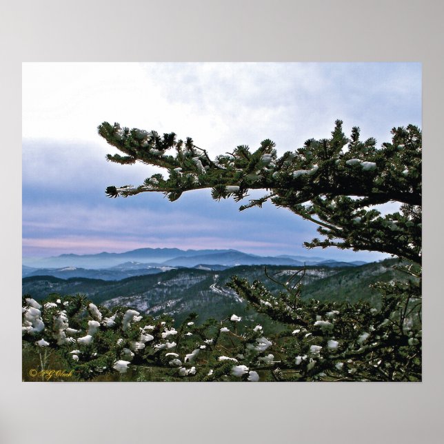 Poster À travers les Bouges d'un pin (Devant)