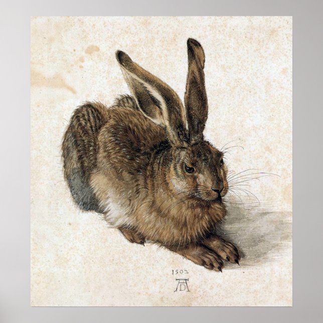 Poster A Young Hare - Albrecht Durer - c1502 (Devant)