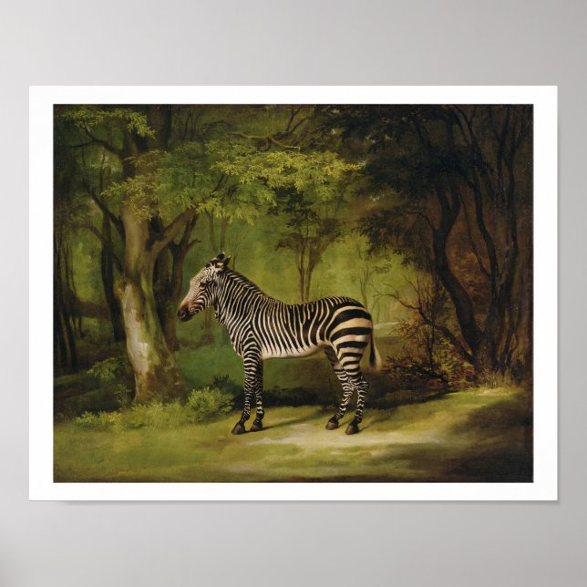 Poster A Zebra, 1763 (huile sur toile) (Devant)