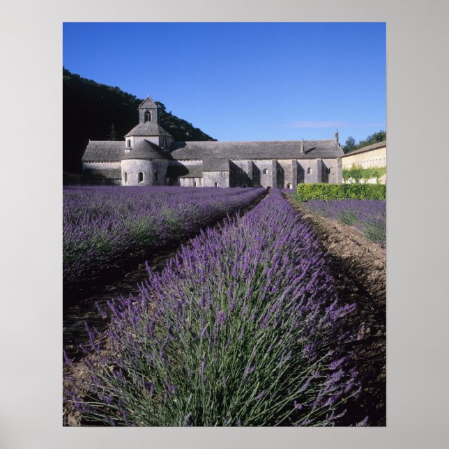 Poster Abbaye de Senanque, Gordes, Vaucluse, Provence, (Devant)