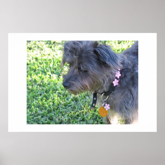 Poster Abby Mae (Devant)