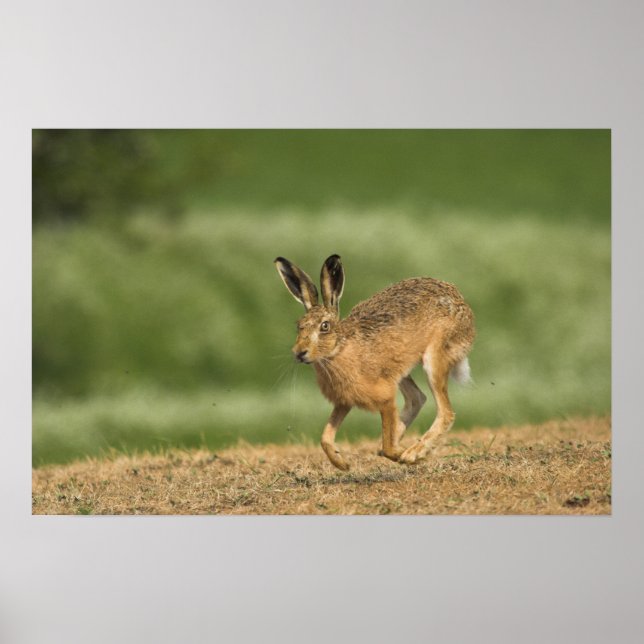 Poster abdrucken (Vorne)