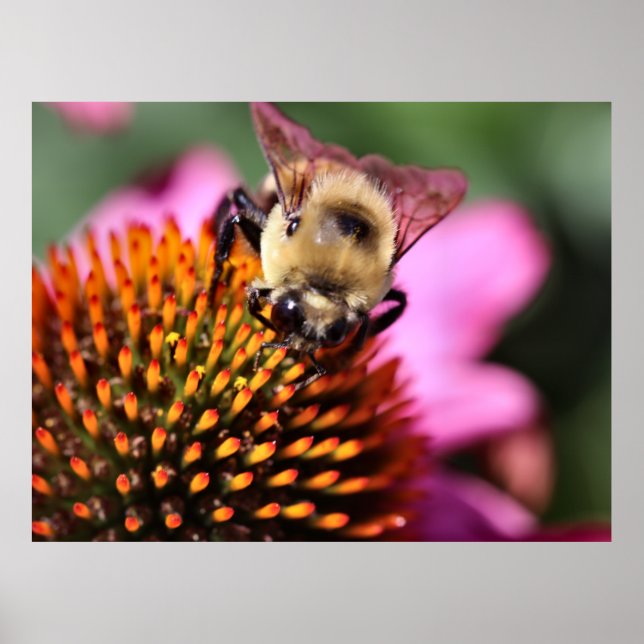 Poster Abee (Devant)