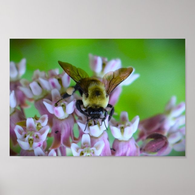 Poster Abee, (Devant)