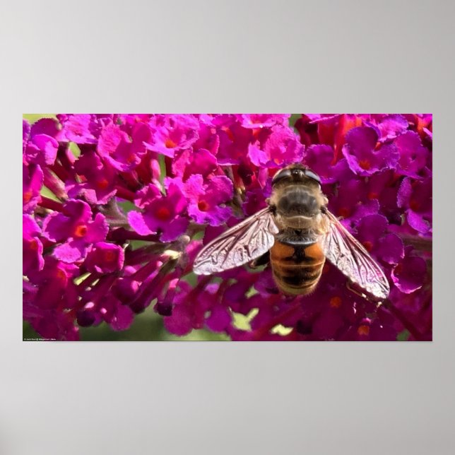 Poster Abee, (Devant)