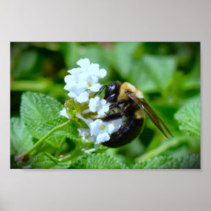 Poster Abee,