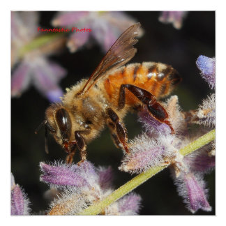 Poster Abeille