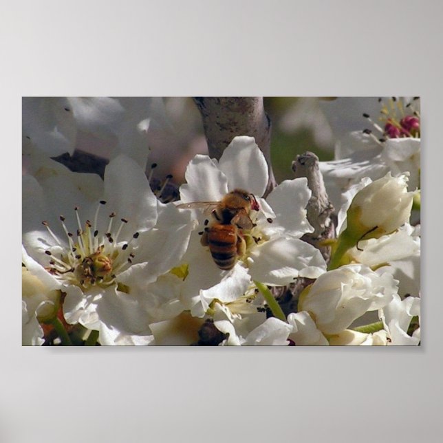 Poster abeille (Devant)