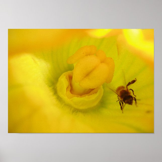 Poster Abeille à Jaune Zucchini Flower (Devant)