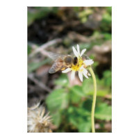 Abeille à Miel Pollinisatrice sur Fleur de Marguer