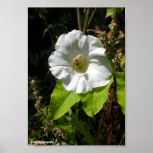 Poster Abeille à Miel sur Glory Morning Sauvage