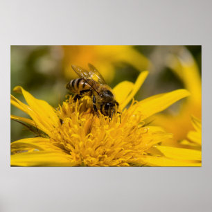 Poster Abeille Africaine Avec Sacs De Pollen En Train De 