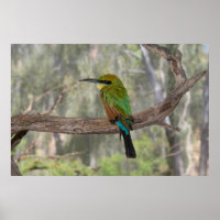 Abeille arc-en-ciel, Australie