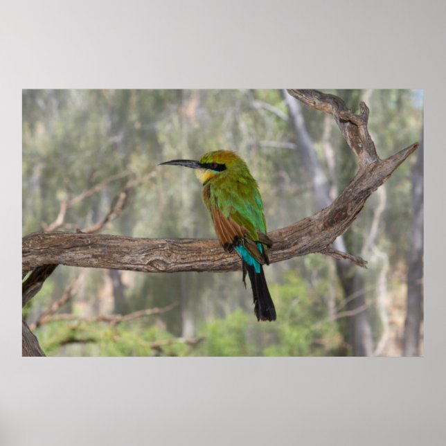 Poster Abeille arc-en-ciel, Australie (Devant)