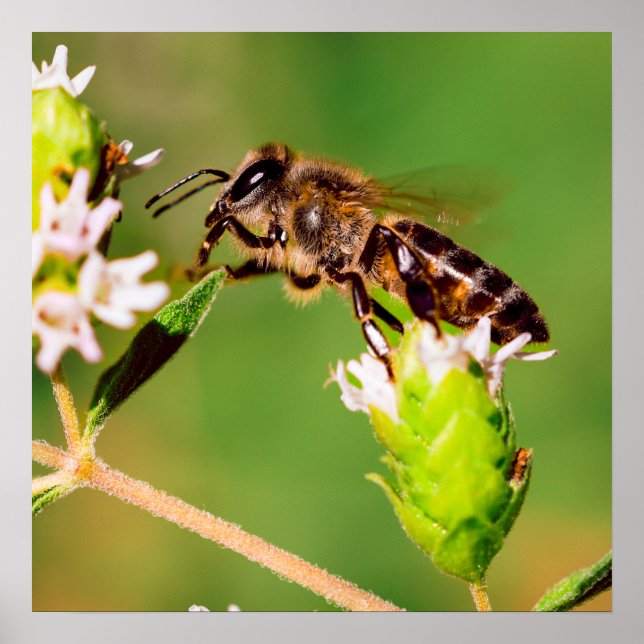 Poster Abeille de miel en action (Devant)