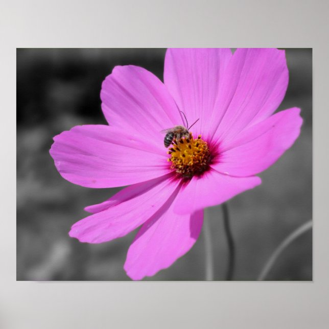 Poster Abeille De Miel Sur Cosmos Rose Couleur Partielle  (Devant)