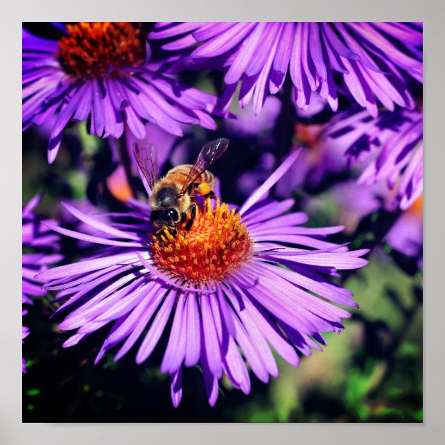 Poster Abeille De Miel Sur Fleur D'Aster Violet (Devant)