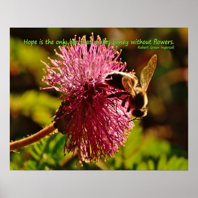 Poster Abeille de miel sur la fleur de bouffée de poudre, (Devant)