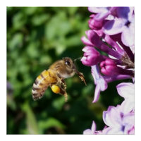 Abeille de miel sur Lilacs violets