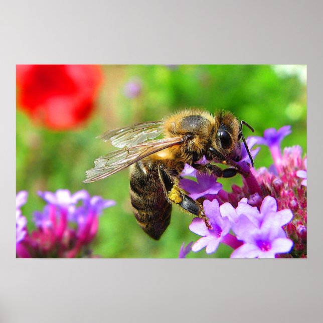 Poster Abeille de miel sur Verbena (Devant)