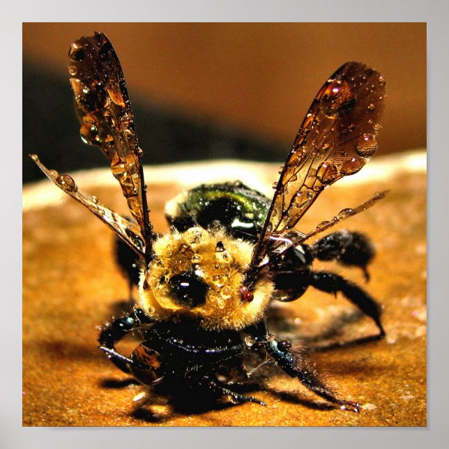 Poster Abeille d'or (Devant)