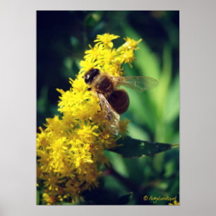 Poster Abeille et verge d'or