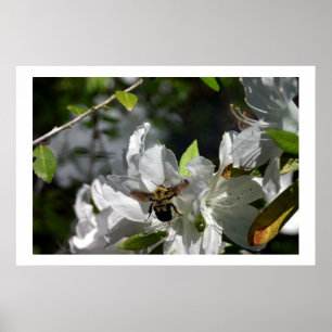 Poster Abeille gaffante