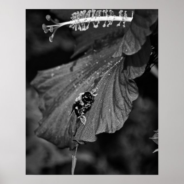 Poster Abeille glissante (Devant)