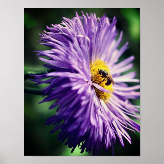 Poster Abeille minuscule sur la fleur marguerite violette (Devant)