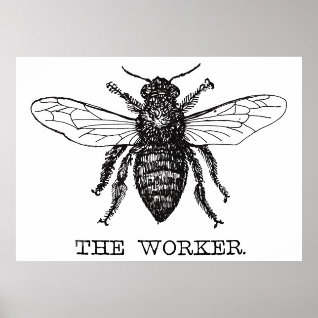 Poster Abeille ouvrière noir blanc bourdon vintage (Devant)