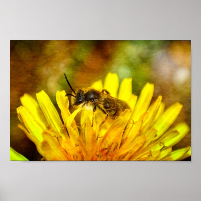 Poster Abeille sur fleur (Devant)