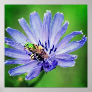 Poster Abeille sur la fleur chicorée