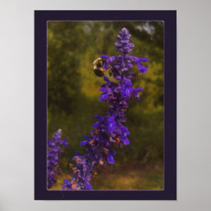 Poster abeille sur lavande