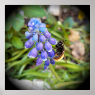 Poster Abeille sur Muscari Armeniacum, Grape Hyacinth