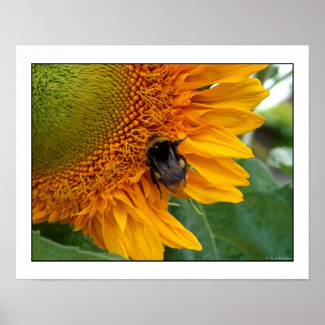 Poster Abeille sur tournesol I (Devant)