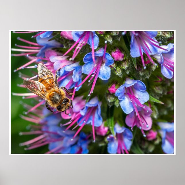Poster Abeille Très Occupée (Devant)