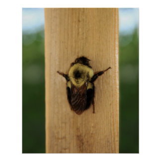 Poster Abeille-zilla