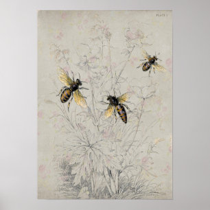 Poster Abeilles
